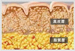 コラーゲン新生